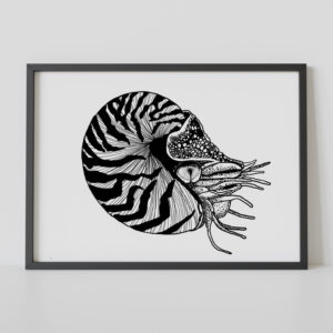 Kunstdruck Nautilus