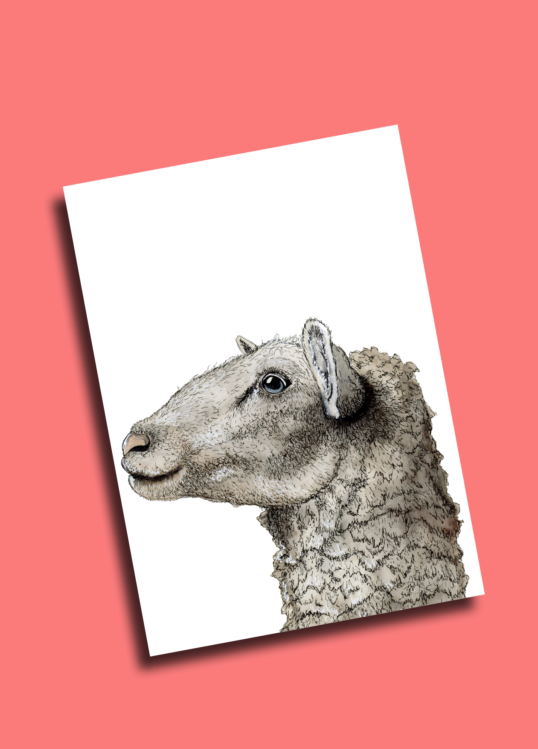 Postkarte Schaf